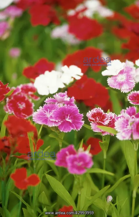 : Sweet William : Sweet William