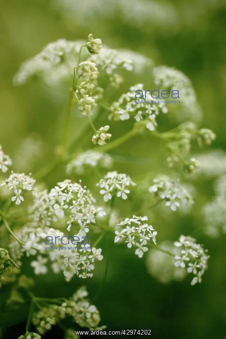 : Sweetcicely : Sweetcicely