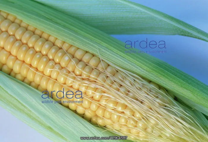 : Sweetcorn, Zea mays : Sweetcorn, Zea mays
