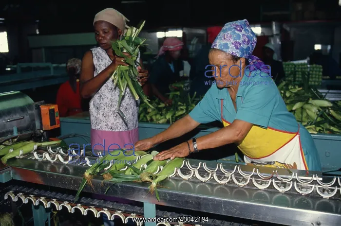 : Sweetcorn, Zea mays : Sweetcorn, Zea mays