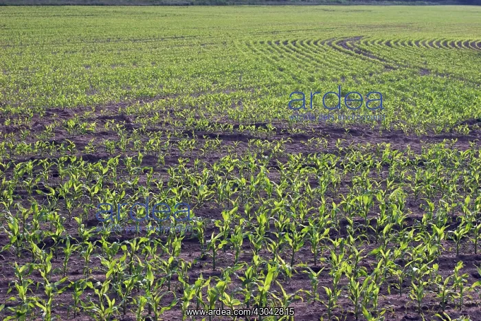 : Sweetcorn, Zea mays : Sweetcorn, Zea mays