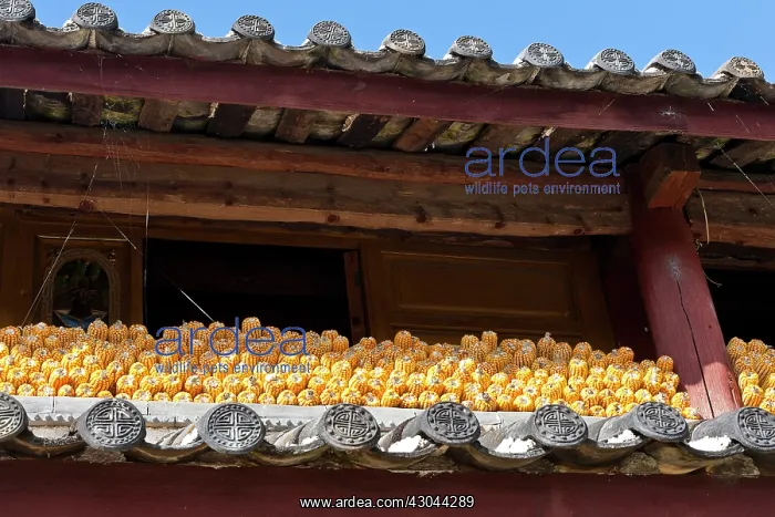 : Sweetcorn. China, Yunnan Province, Lijiang, Yuhu Village : Sweetcorn. China, Yunnan Province, Lijiang, Yuhu Village