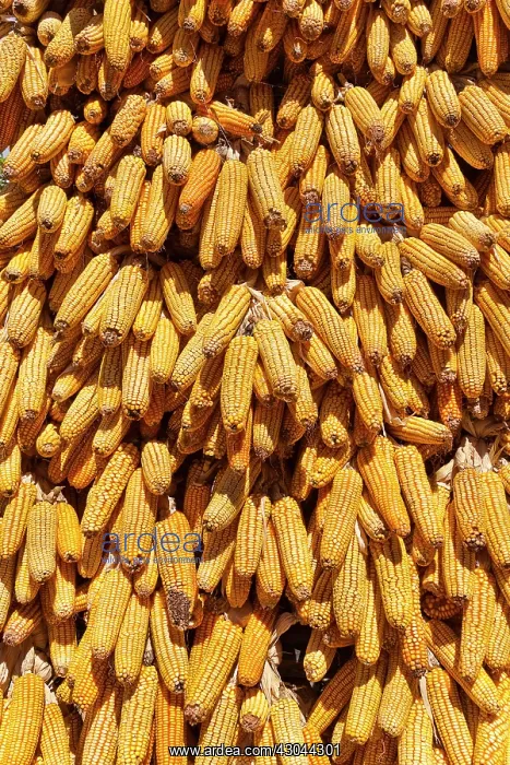 : Sweetcorn. China, Yunnan Province, Baisha, Corn cobs drying in the sun : Sweetcorn. China, Yunnan Province, Baisha, Corn cobs drying in the sun