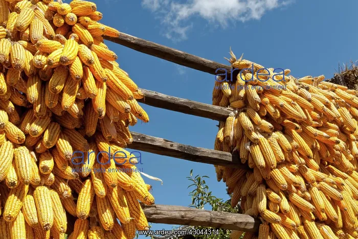 : Sweetcorn. China, Yunna Province, Baisha, Corn cobs drying in the sun : Sweetcorn. China, Yunna Province, Baisha, Corn cobs drying in the sun