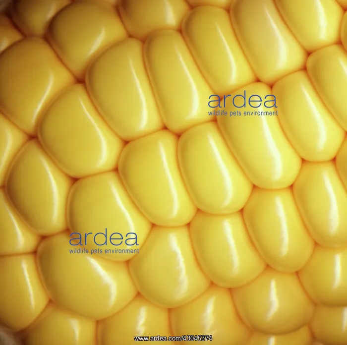 : Sweetcorn, Zea mays : Sweetcorn, Zea mays
