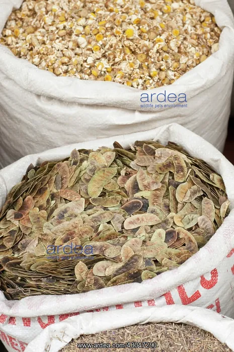: Sweetcorn, Zea mays : Sweetcorn, Zea mays