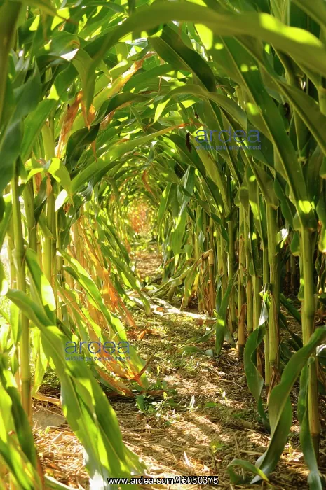 : Sweetcorn, View between rows of growing Zea mays creating tunnel effect : Sweetcorn, View between rows of growing Zea mays creating tunnel effect