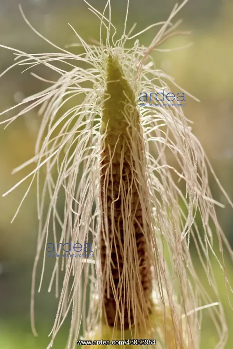 : Sweetcorn, Zea mays. Corn cob with protruding hair-like threads : Sweetcorn, Zea mays. Corn cob with protruding hair-like threads