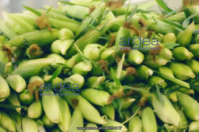 : Sweetcorn, Zea mays : Sweetcorn, Zea mays
