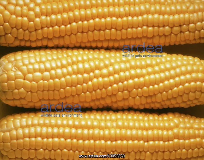 : Sweetcorn, Zea mays : Sweetcorn, Zea mays
