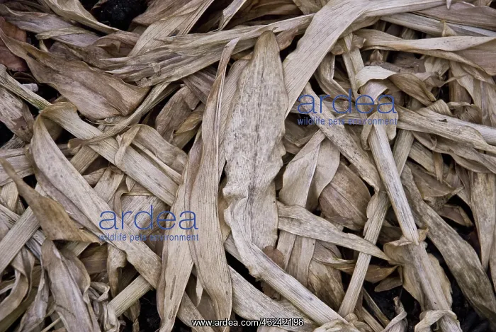 : Sweetcorn, Zea mays : Sweetcorn, Zea mays