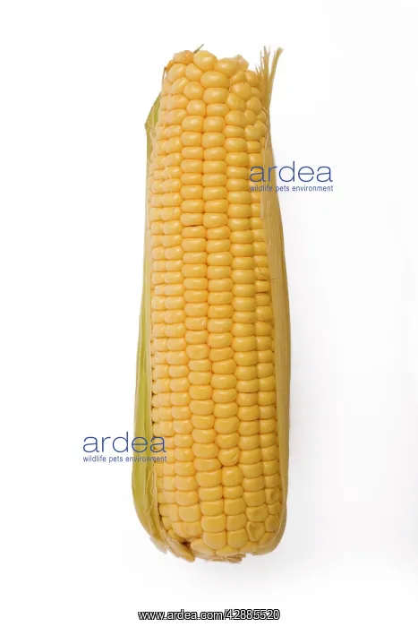 : Sweetcorn - corn on the cob