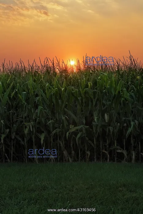 : Sweetcorn, Zea mays. Field of growing sweetcorn : Sweetcorn, Zea mays. Field of growing sweetcorn