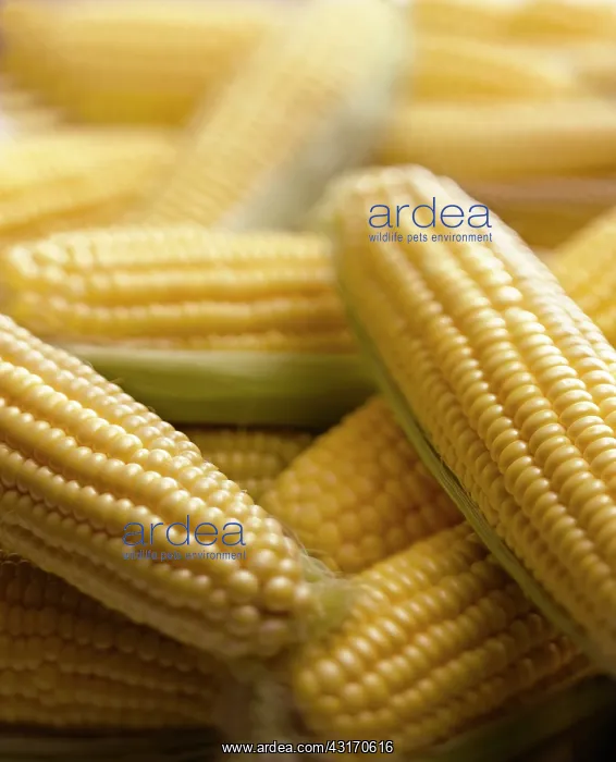 : Sweetcorn, Zea mays, Several yellow cobs with green : Sweetcorn, Zea mays, Several yellow cobs with green