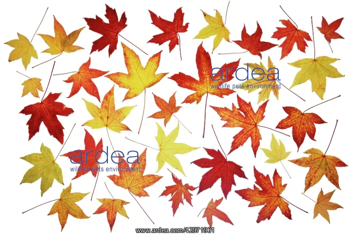 : Sweetgum, Liquidambar styraciflua : Sweetgum, Liquidambar styraciflua
