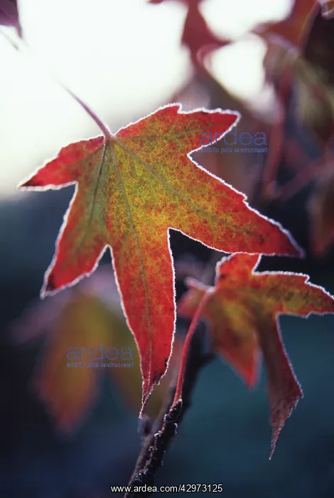 : Sweetgum, Liquidambar styraciflua : Sweetgum, Liquidambar styraciflua