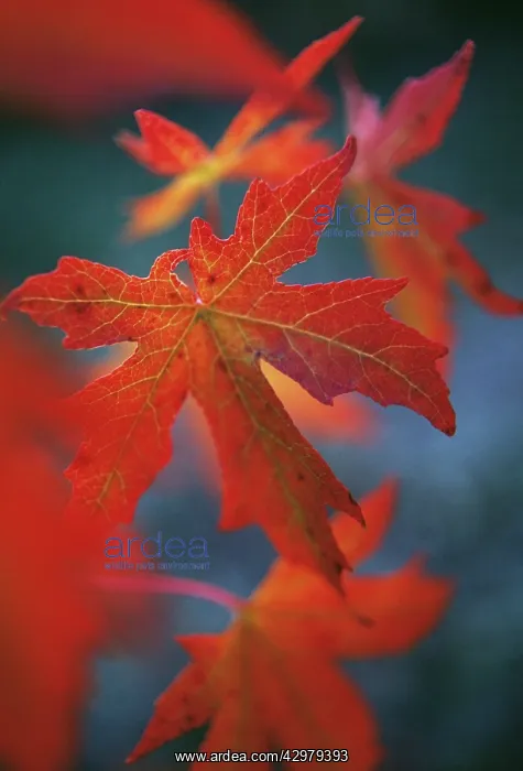 : Sweetgum, Liquidambar styraciflua : Sweetgum, Liquidambar styraciflua