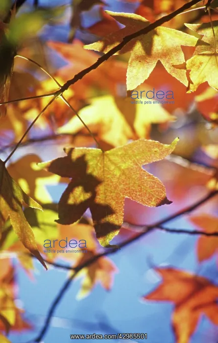 : Sweetgum, Liquidambar styraciflua : Sweetgum, Liquidambar styraciflua