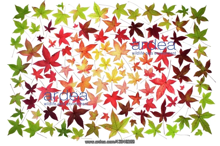 : Sweetgum, Liquidambar styraciflua : Sweetgum, Liquidambar styraciflua