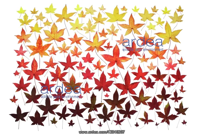 : Sweetgum, Liquidambar styraciflua : Sweetgum, Liquidambar styraciflua