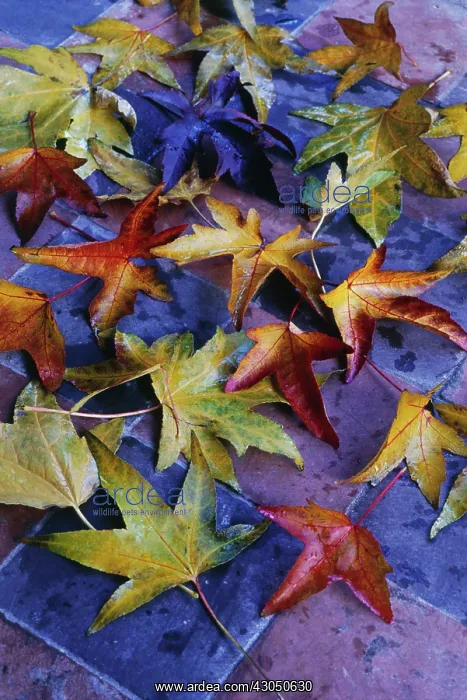  : Sweetgum, Liquidambar styraciflua