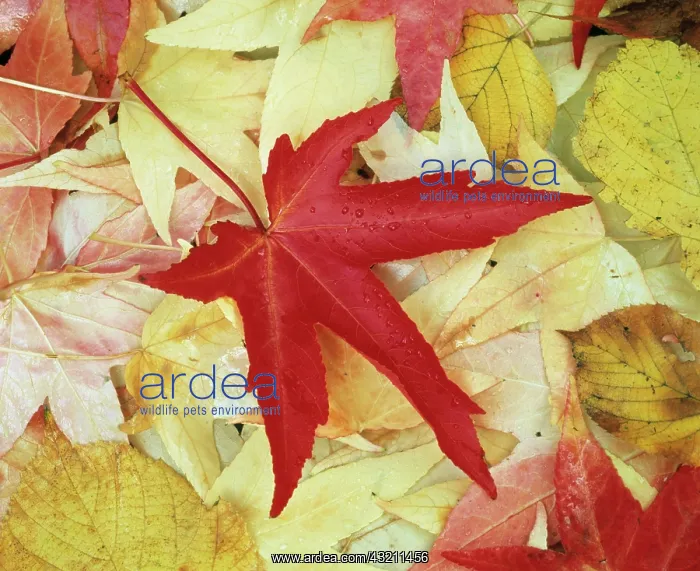: Sweetgum, Liquidambar styraciflua : Sweetgum, Liquidambar styraciflua