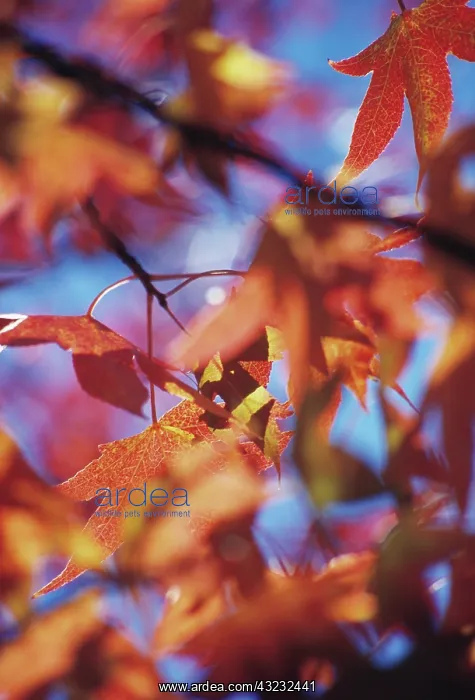 : Sweetgum, Liquidambar styraciflua : Sweetgum, Liquidambar styraciflua