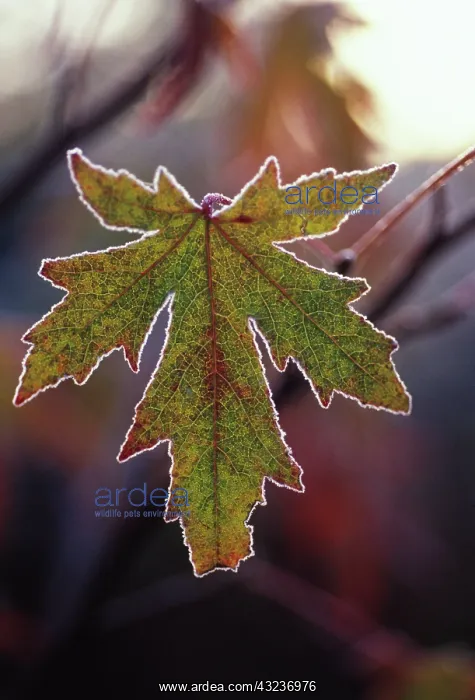 : Sweetgum, Liquidambar styraciflua : Sweetgum, Liquidambar styraciflua