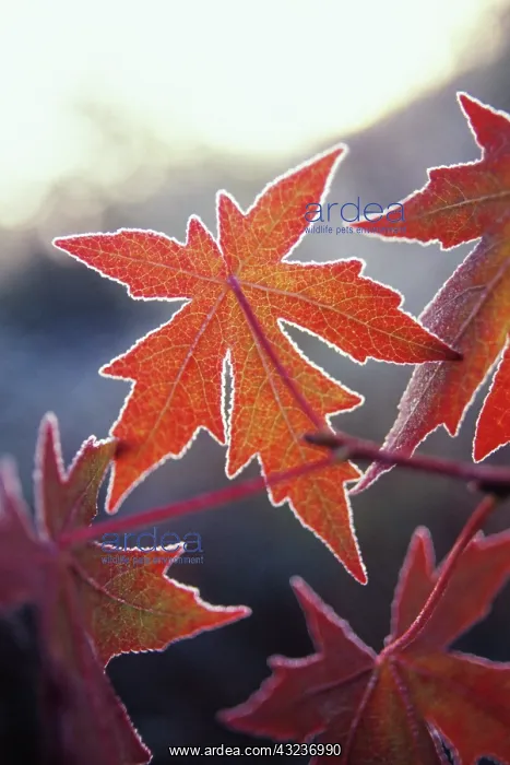 : Sweetgum, Liquidambar styraciflua : Sweetgum, Liquidambar styraciflua