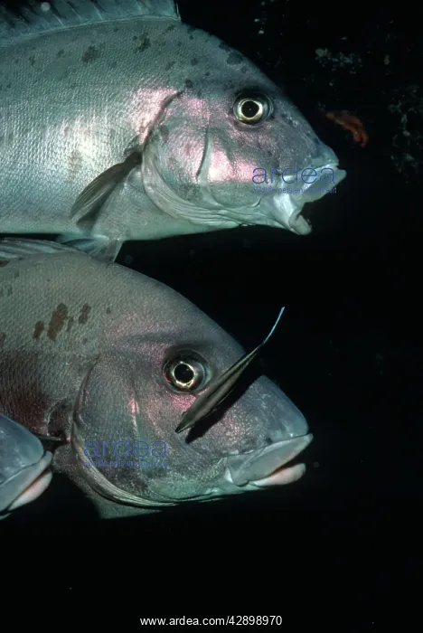 : Sweetlip - with Cleaner Wrasse (Labroides dimidiatus) : Sweetlip - with Cleaner Wrasse (Labroides dimidiatus)