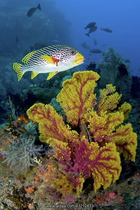 : Sweetlip fish swims over gorgonian coral : Sweetlip fish swims over gorgonian coral