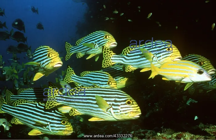 : SWEETLIP - SHOAL : SWEETLIP - SHOAL