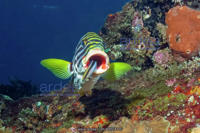 : Sweetlips (Gaterin orentalis) opens mouth for Bluestreak : Sweetlips (Gaterin orentalis) opens mouth for Bluestreak