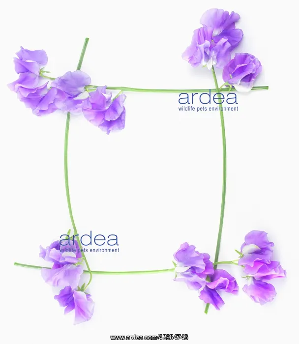: Sweetpea, Lathyrus odoratus : Sweetpea, Lathyrus odoratus