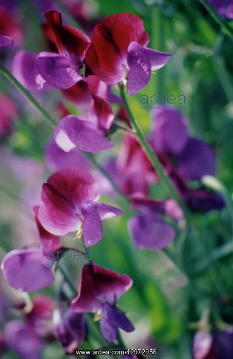 : Sweetpea, Lathyrus odoratus : Sweetpea, Lathyrus odoratus