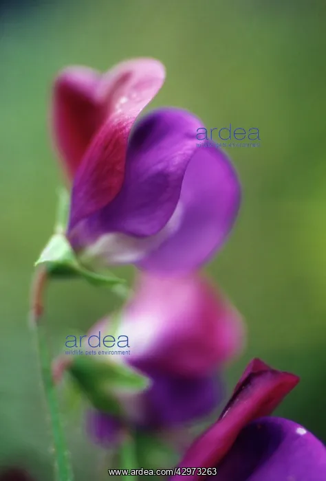 : Sweetpea, Lathyrus odoratus Matucana : Sweetpea, Lathyrus odoratus Matucana