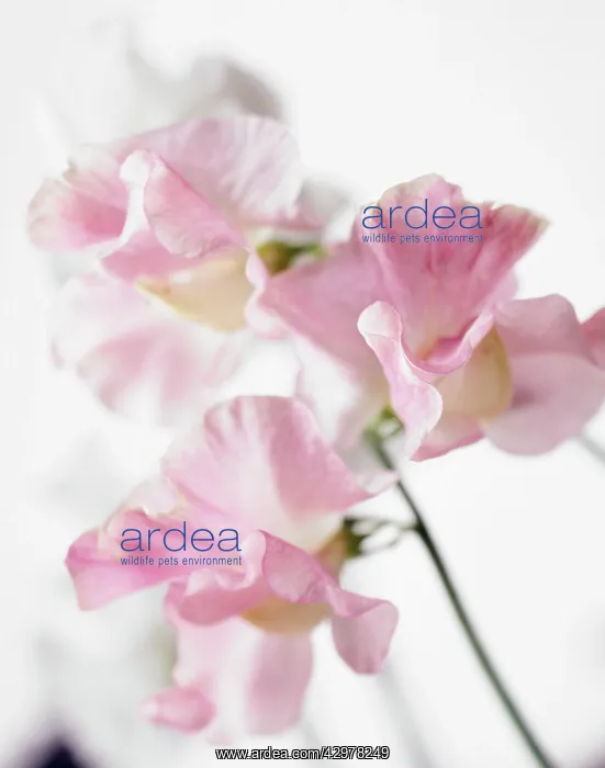 : Sweetpea, Lathyrus odoratus : Sweetpea, Lathyrus odoratus