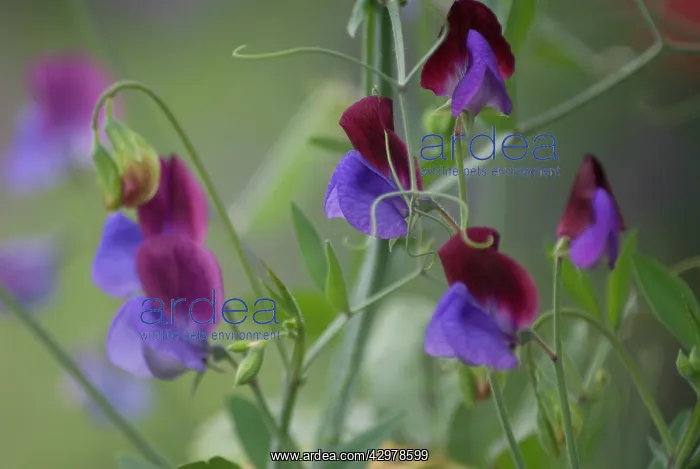 : Sweetpea, Lathyrus odoratus Matucana : Sweetpea, Lathyrus odoratus Matucana
