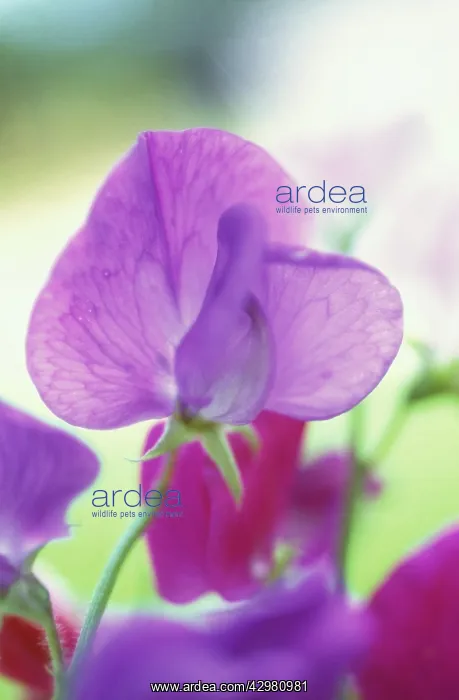 : Sweetpea, Lathyrus odoratus : Sweetpea, Lathyrus odoratus
