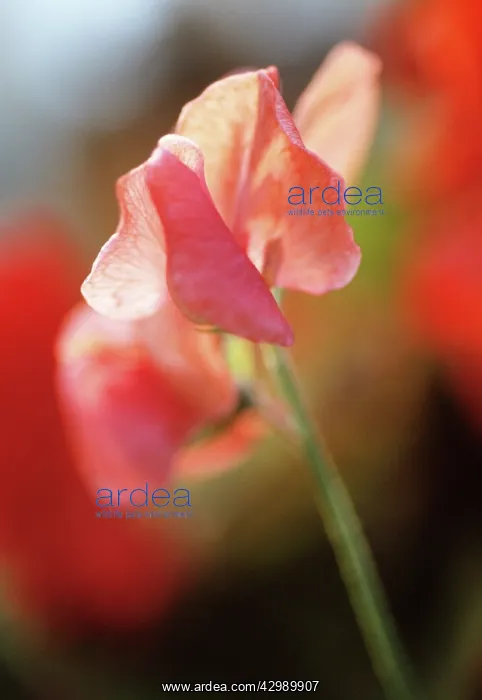 : Sweetpea, Lathyrus odoratus Orange Dragon : Sweetpea, Lathyrus odoratus Orange Dragon