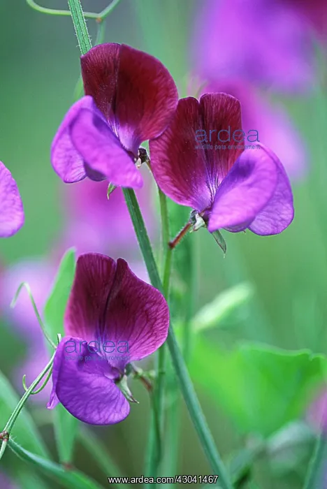: Sweetpea, Lathyrus odoratus Matucana : Sweetpea, Lathyrus odoratus Matucana