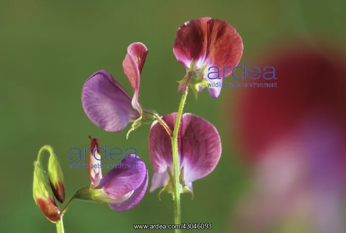 : Sweetpea, Lathyrus odoratus Matucana : Sweetpea, Lathyrus odoratus Matucana