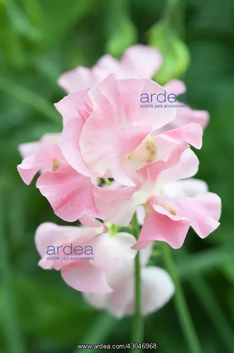 : Sweetpea, Lathyrus odoratus : Sweetpea, Lathyrus odoratus