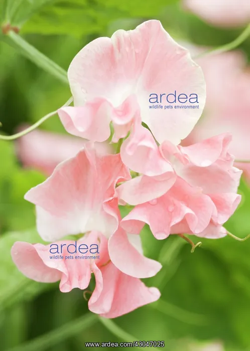 : Sweetpea, Lathyrus odoratus Lauren Landy : Sweetpea, Lathyrus odoratus Lauren Landy