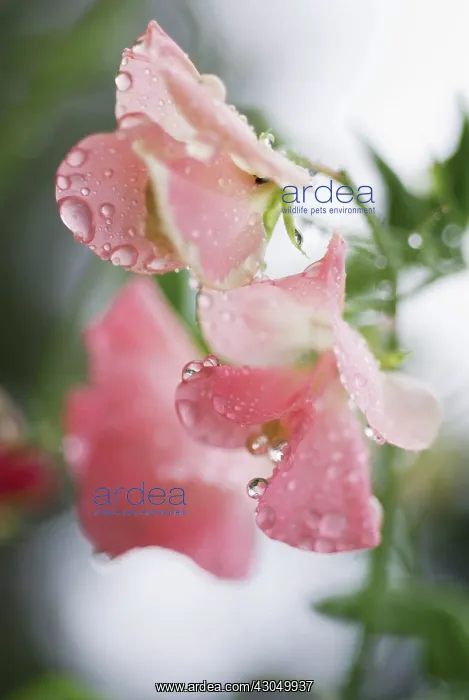 : Sweetpea, Lathyrus odoratus : Sweetpea, Lathyrus odoratus