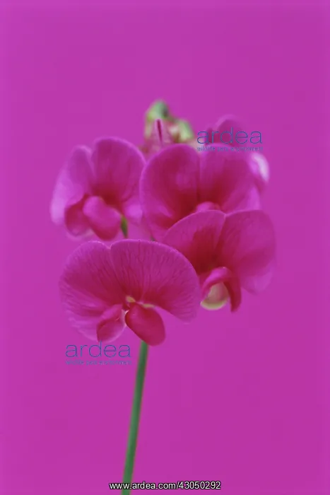 : Sweetpea, Everlasting sweet pea, Lathyrus latifolius : Sweetpea, Everlasting sweet pea, Lathyrus latifolius