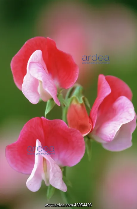 : Sweetpea, Lathyrus odoratus : Sweetpea, Lathyrus odoratus