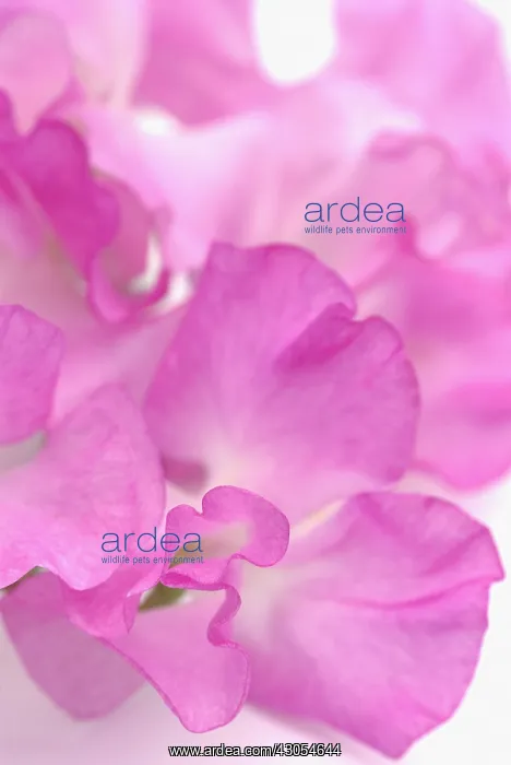 : Sweetpea, Lathyrus odoratus : Sweetpea, Lathyrus odoratus