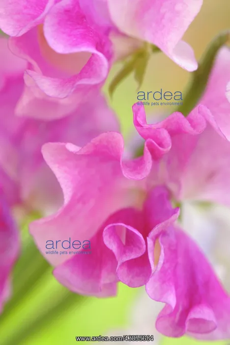: Sweetpea, Lathyrus odoratus : Sweetpea, Lathyrus odoratus