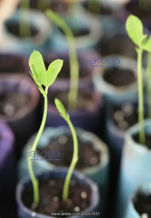 : Sweetpea, Lathyrus odoratus : Sweetpea, Lathyrus odoratus